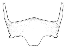   Anthidium edwardsii  male, diagram showing ventral view of sixth sternum (S6), diagram from Gonzalez and Griswold 2013 
